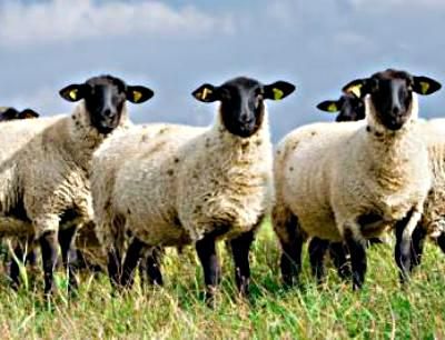 avininkystės ūkio įkūrimas